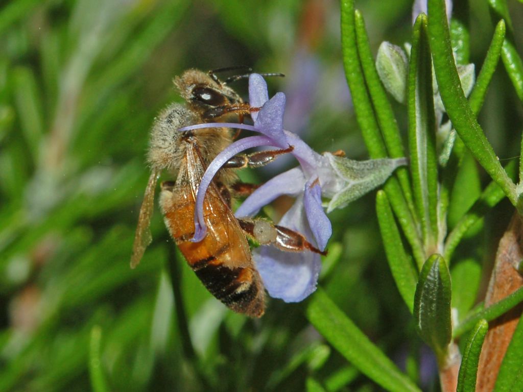 Delle semplici api? Apis mellifera